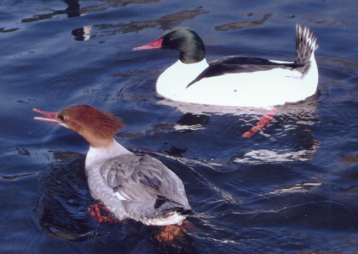 Common Merganser Ducks (left: female, right: male)