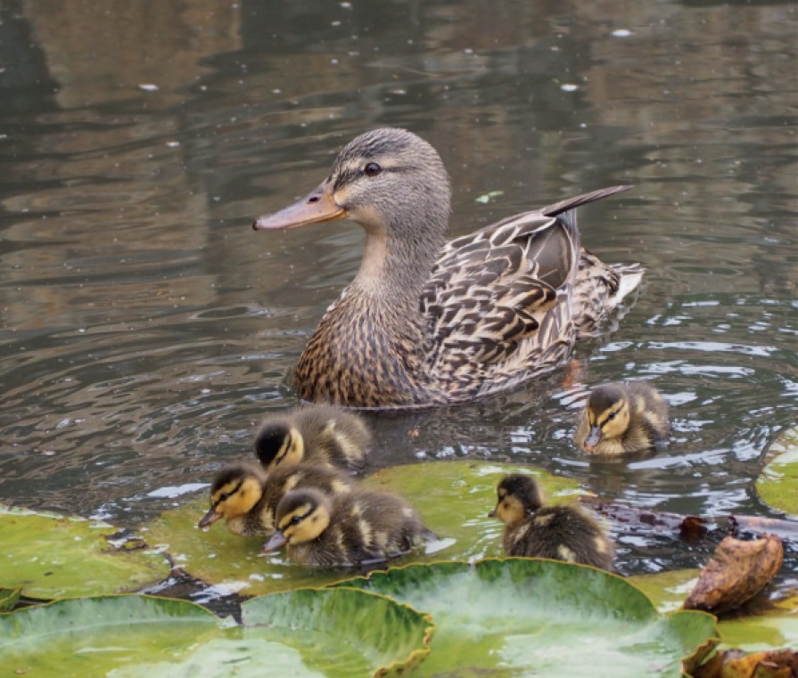 Female Mallard Duck & Her Ducklings in the Lily Pads