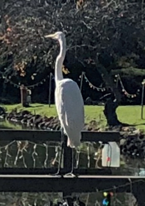 Great Egret on the North Lake Bridge