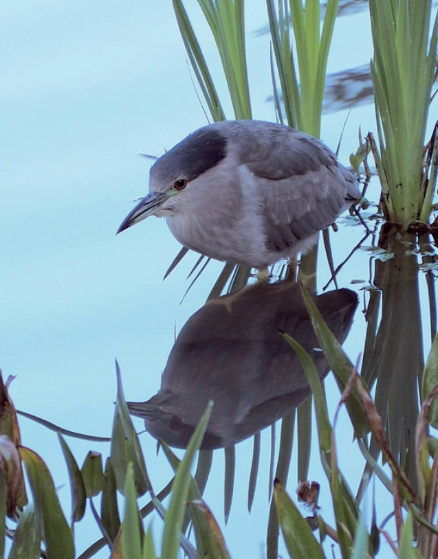 Black-crowned Night Heron