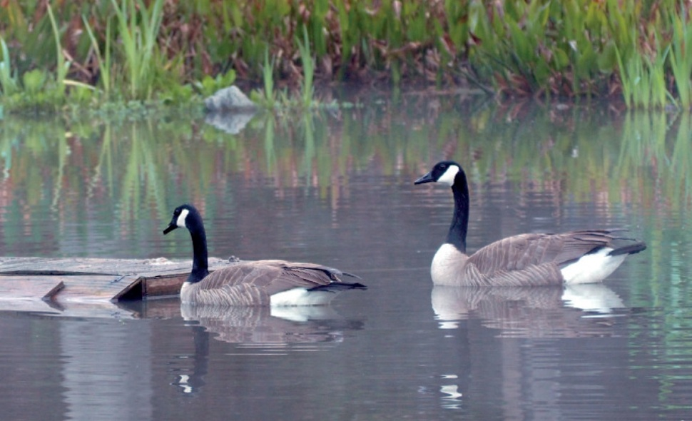 Canada Geese