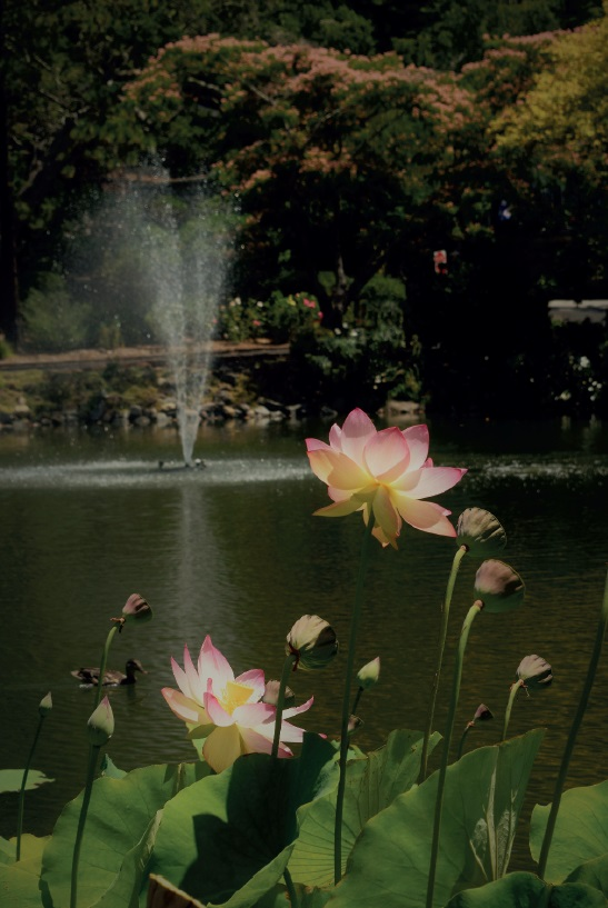 East Indian Lotus Flower in North Lake
