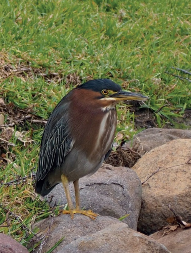 Green Heron