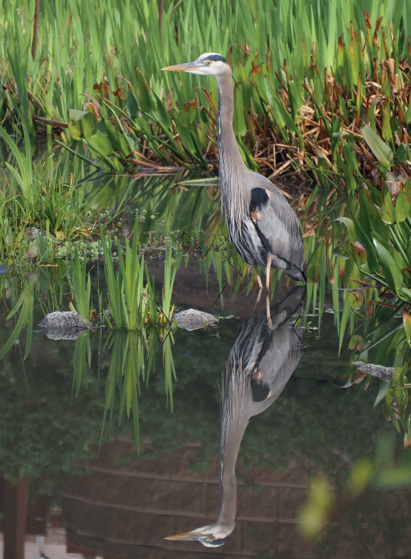 Great Blue Heron