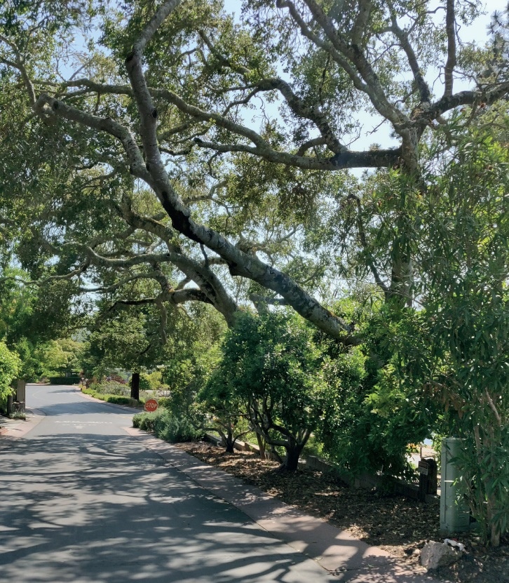 Tree-lined street