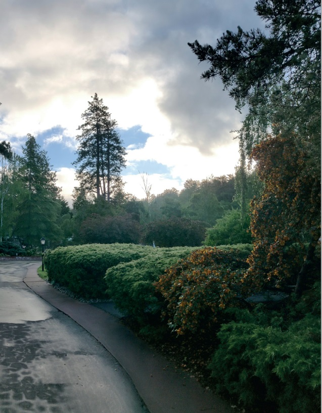 Greenery Along Old Mill Road