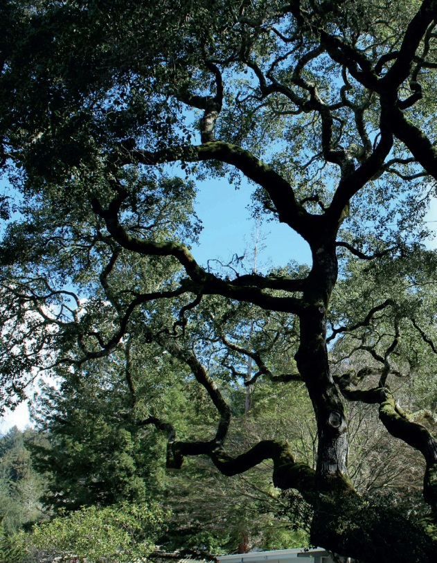 Oak Trees on Oak Circle