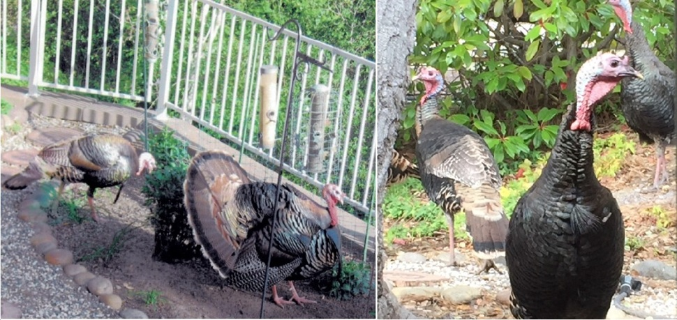 A Flock of Wild Turkeys Frequents Sorrento Drive