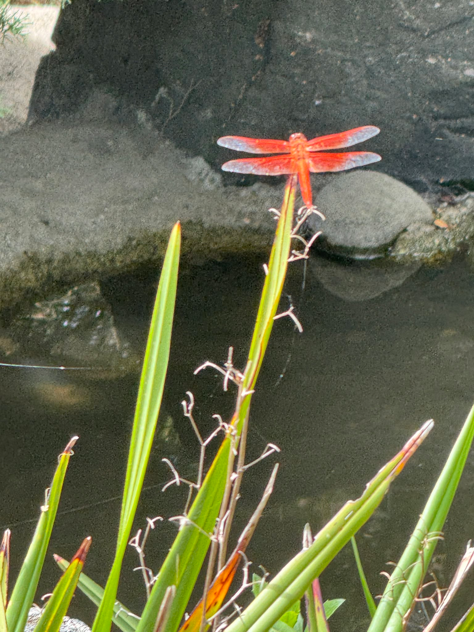 Dragonfly, Flame Skimmer (Libellula saturata)